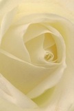 Gazing deeply into this delicate cream-white rose, one is drawn into the heart of the bloom as if nestled among the petals themselves-an experience akin to wandering the tranquil spaces of Parsons Green on a soft-lit morning. Each spiraling petal gently unfolds, their airy texture barely disturbed as though touched by the lightest dew. Shadows curl in subtle crescents between layers of ivory, creating a luminous peace and gentle drama that mirrors the quiet grace of the neighbourhood. The scene exudes calm, perfect for expressing reverence, admiration, or marking new beginnings-a pure white rose that speaks softly but profoundly. The nuanced, sweet scent lingers just at the edge of perception, carrying with it memories of cherished moments shared along King's Road. In this close perspective, the rose's understated elegance and the florist's craftsmanship become inseparable, embodying a thoughtful choice for meaningful occasions across Parsons Green and Fulham, and making every delivery a gesture of heartfelt connection.